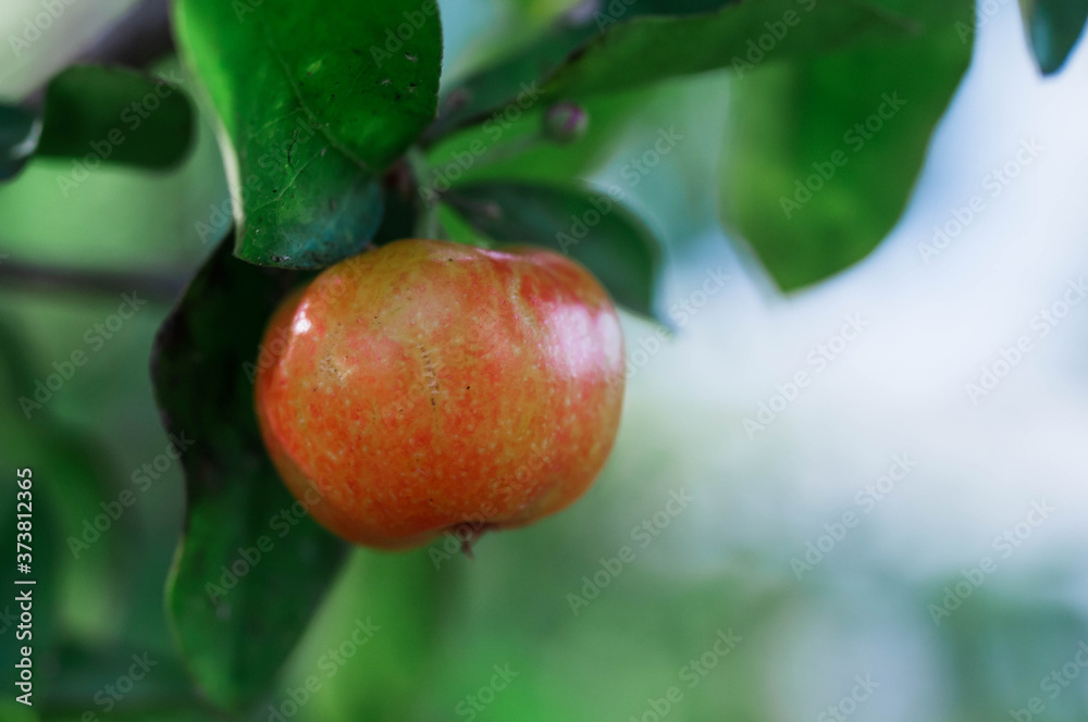 Obraz premium ripe apples on a tree