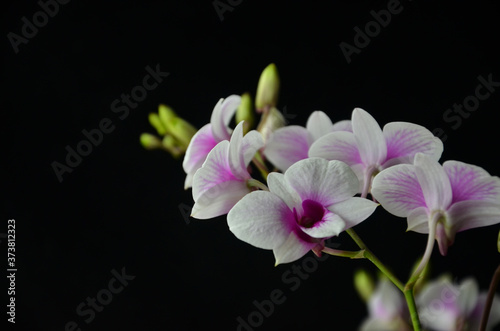 Beautiful bouquet of dendrobium orchid on black background