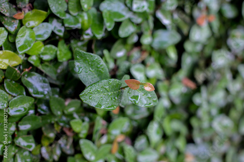 Green fresh natural leaf