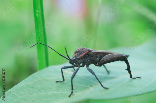 green shield bug © Tongsai Tongjan