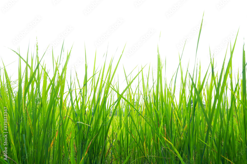 Clump of green grass, slender leaves. White background. Clump of green grass, slender leaves. White background.