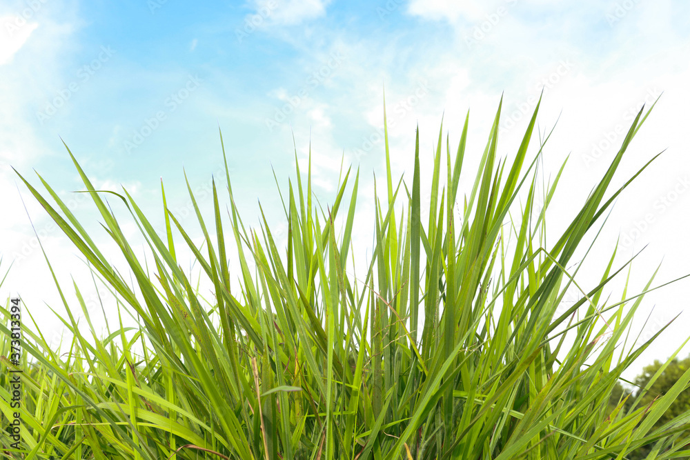 Green grass clump, slender leaves. Sky background Green grass clump, slender leaves. Sky background