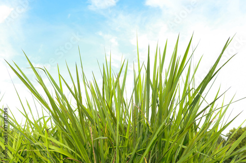 Green grass clump, slender leaves. Sky background