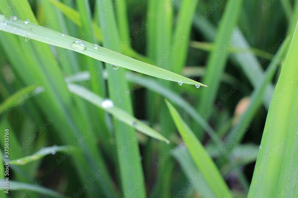 Rice field