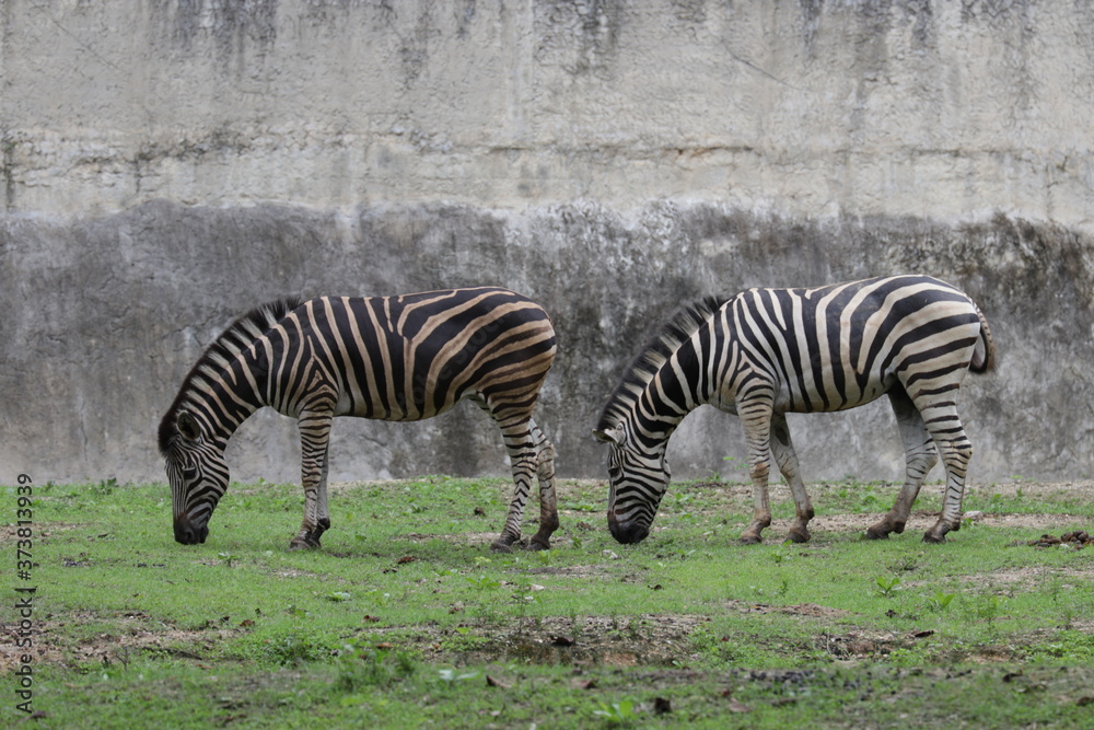Obraz premium zebra in the yard