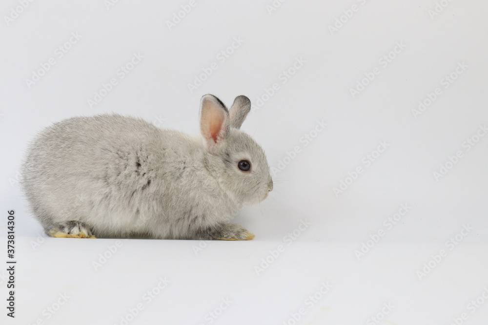 Grey rabbit on a white background
