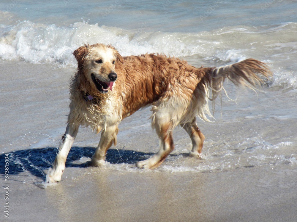 golden retriever playing on the beach