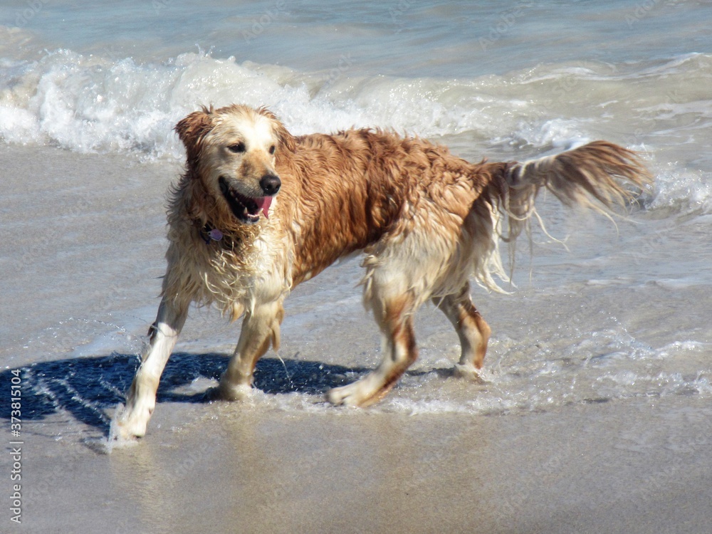 golden retriever playing on the beach golden retriever playing on the beach