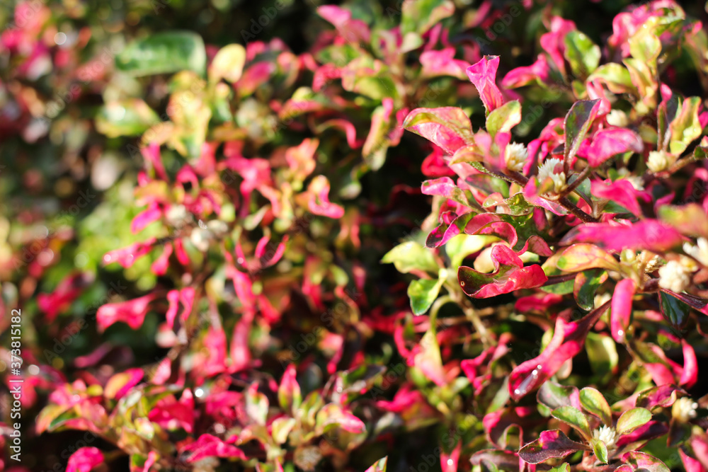 spring flower garden spring flower garden