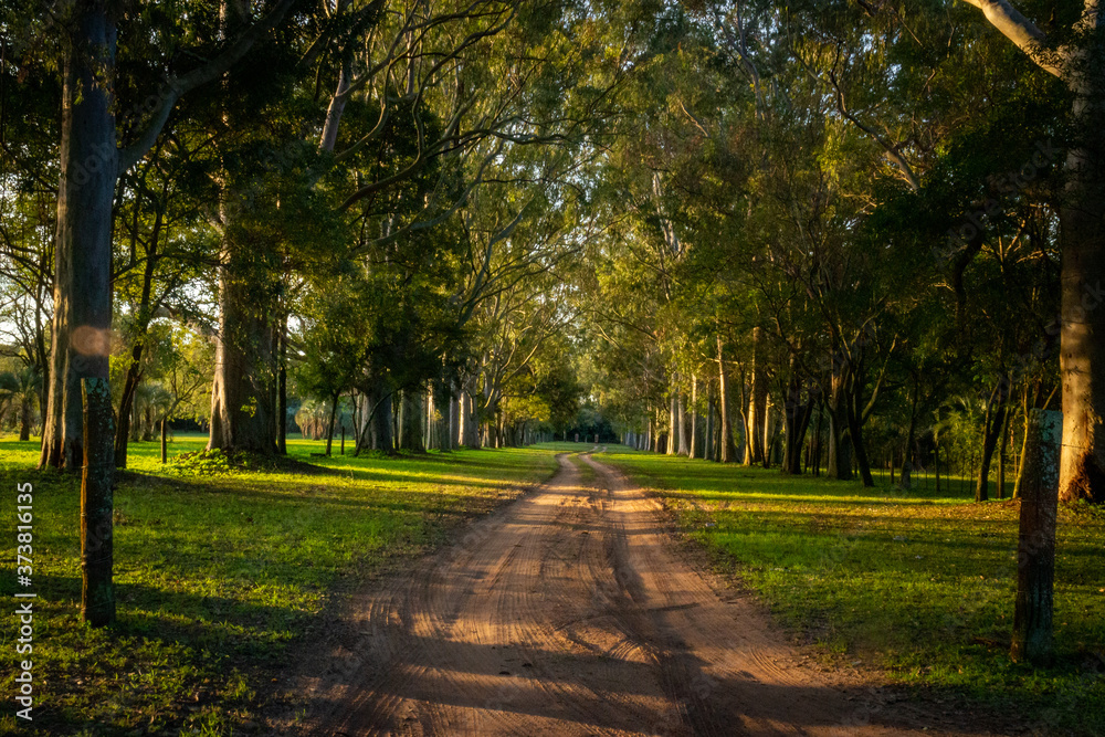 sand path surrounded by trees sand path surrounded by trees