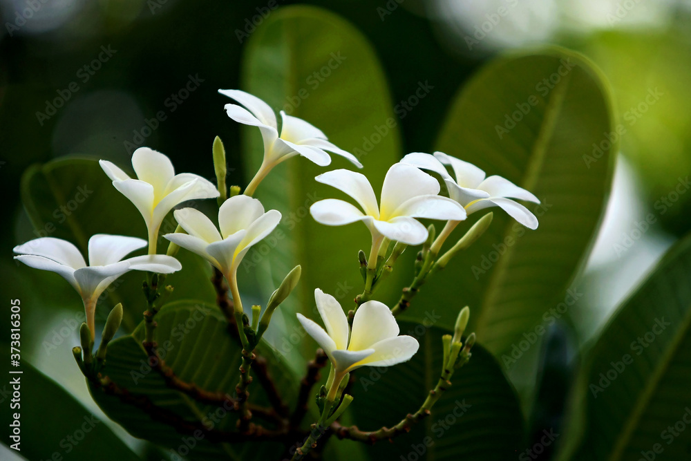 Obraz premium Plumeria flowers on the tree , close up