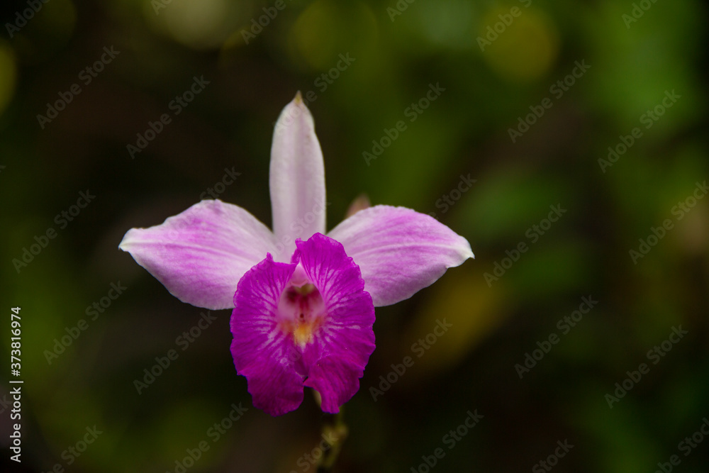 flor orquídea con fondo desenfocado flor orquídea con fondo desenfocado