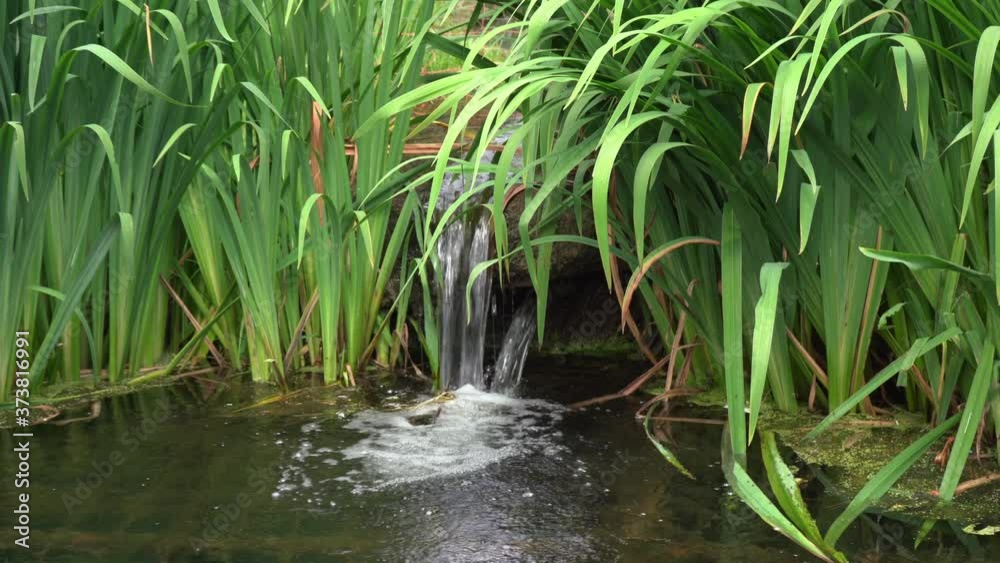 green grass in the water green grass in the water