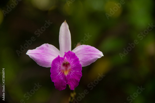 flor orquídea con fondo desenfocado 