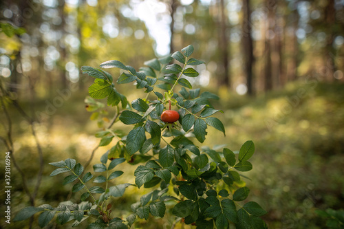 Dog rose in the forest by the sea