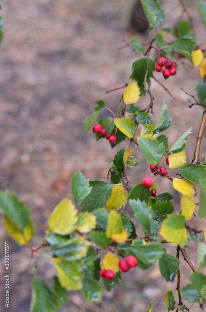 Autumn background. Wet ripe raw rose hip with water drops Autumn background. Wet ripe raw rose hip with water drops