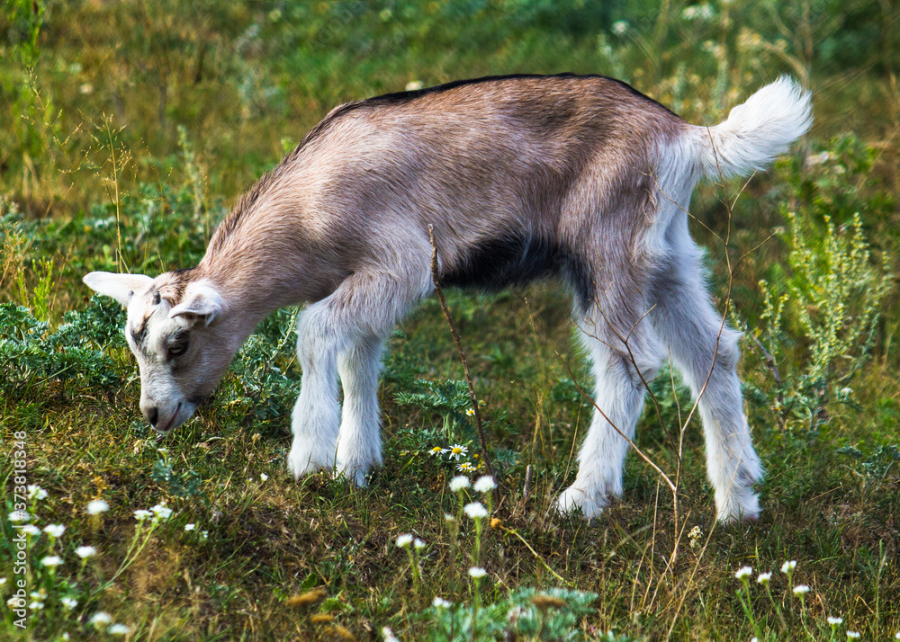 a standing goat kids. young goatling grazing on a green meadow on a sunny spring day