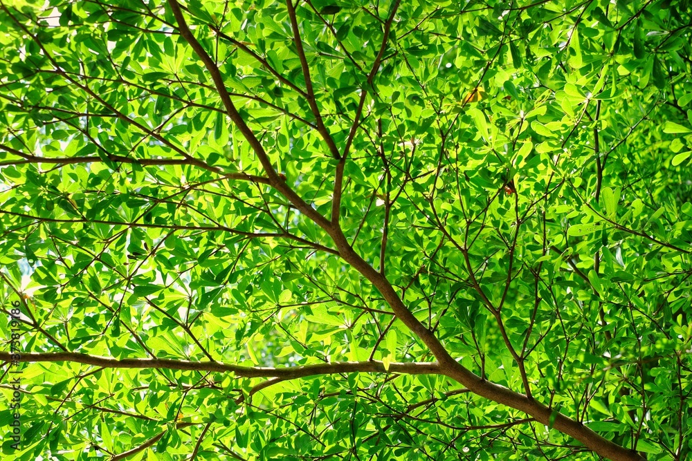 A low angle shot of terminalia tree branches with green leaves on a bright sunny day. A low angle shot of terminalia tree branches with green leaves on a bright sunny day.