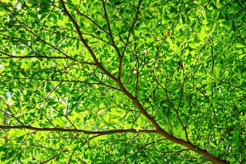 A low angle shot of terminalia tree branches with green leaves on a bright sunny day. © Sirichai