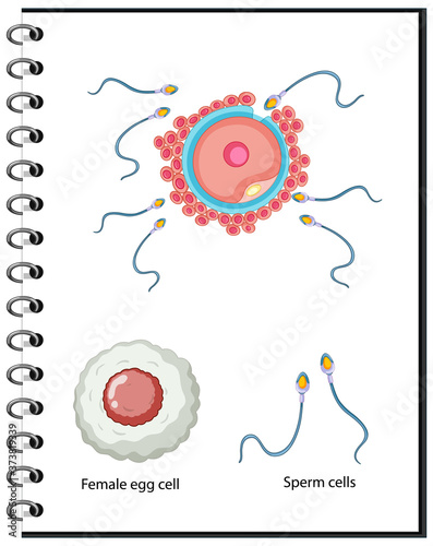 Human sex cells anatomy
