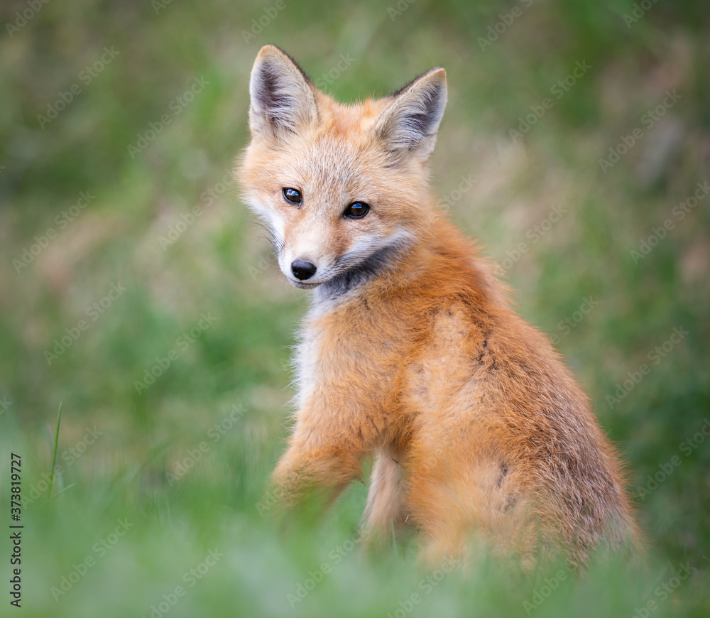 Red fox kits in the wild Red fox kits in the wild