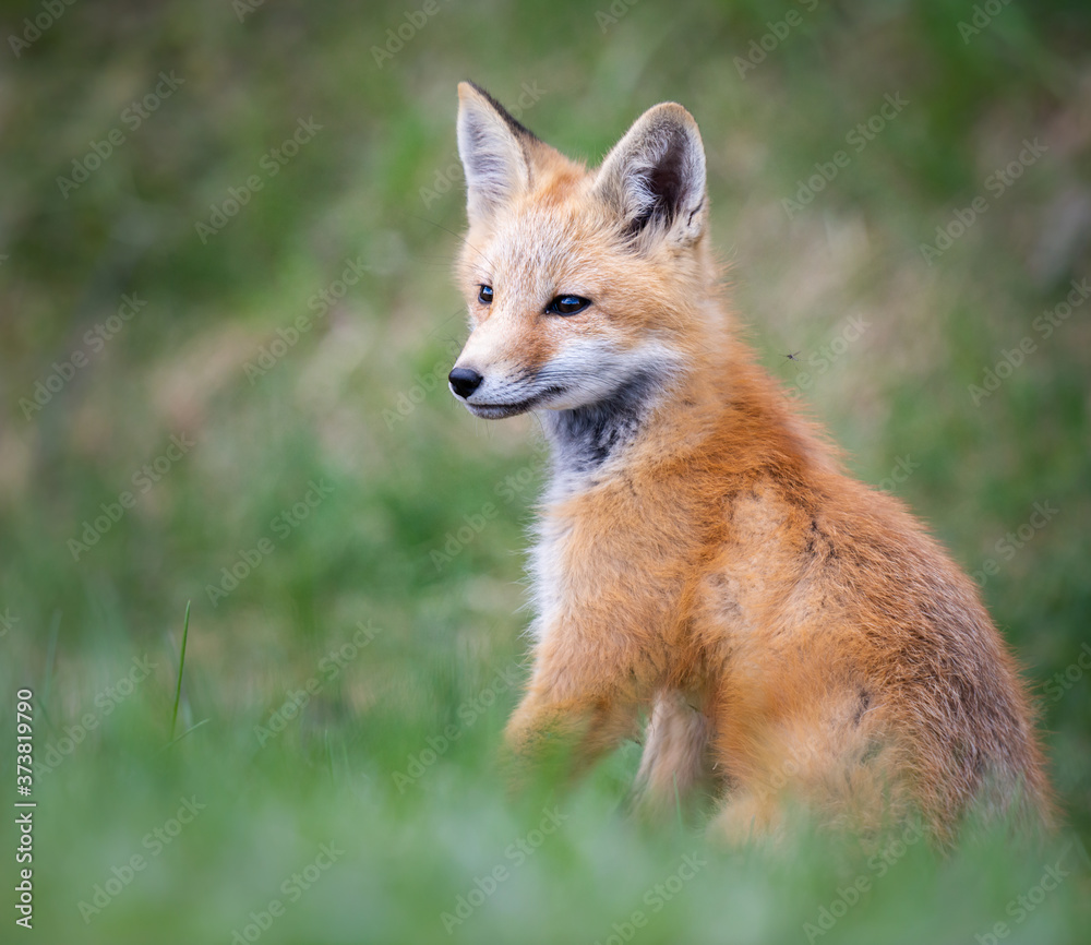 Red fox kits in the wild Red fox kits in the wild