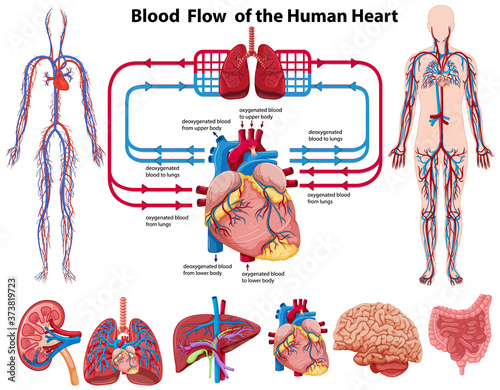 Blood flow of the human heart