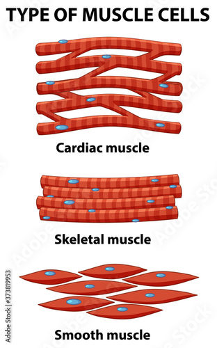 Information poster of muscle cells