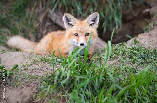 Red fox kits in the wild © Jillian