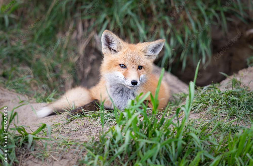 Obraz premium Red fox kits in the wild