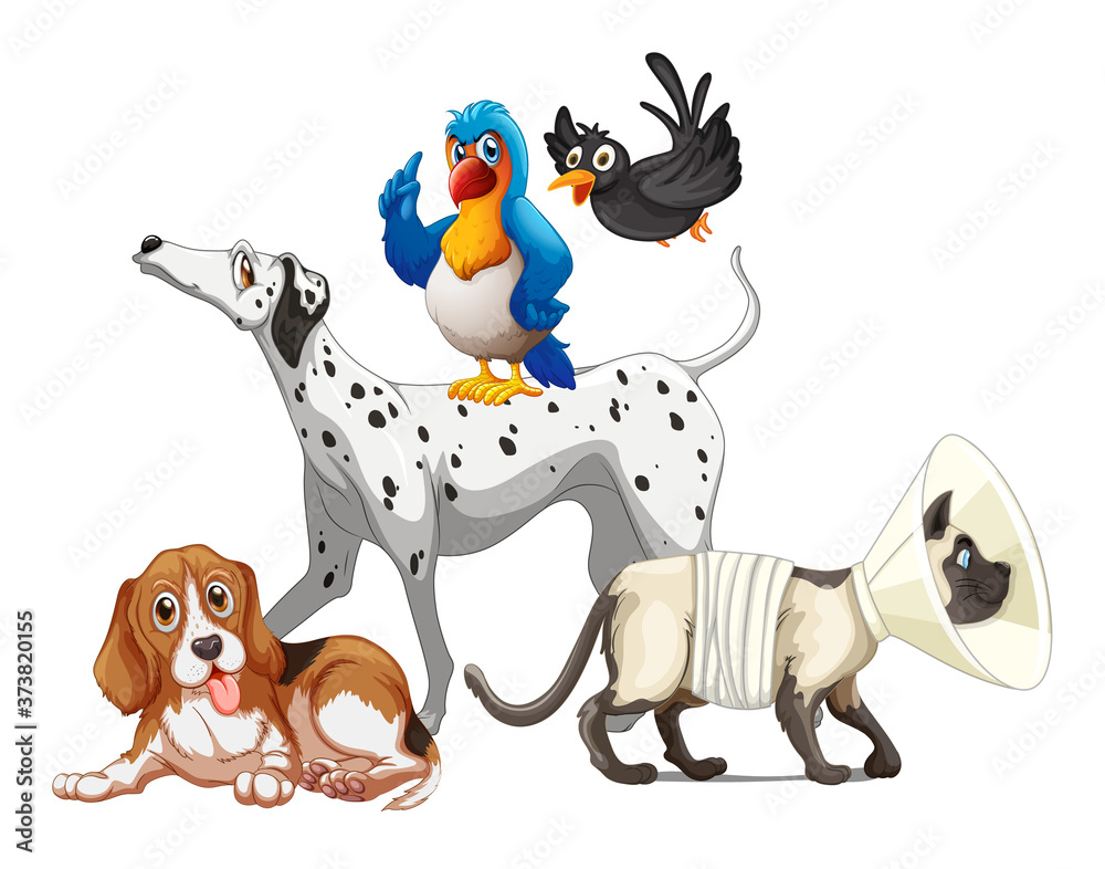 Group of pet on white background Group of pet on white background