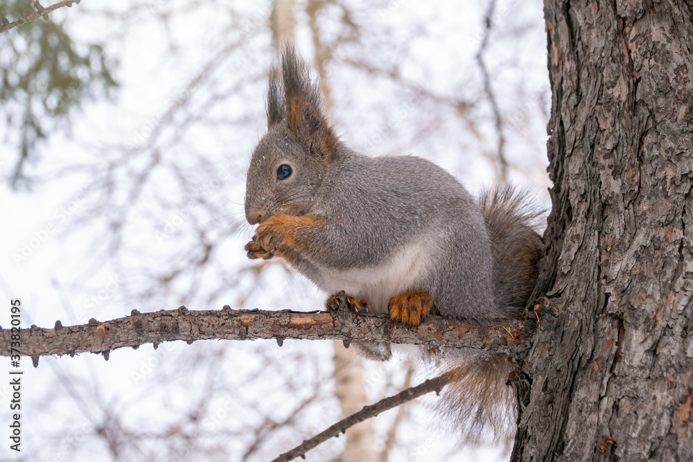 Obraz premium The squirrel with nut sits on a fir branches in the winter or autumn.