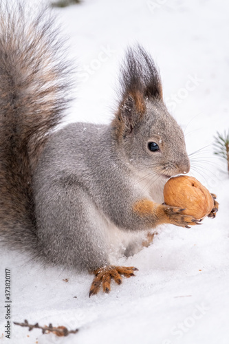The squirrel sits on white snow with nut in winter.