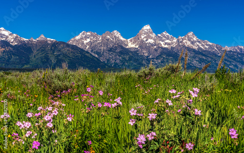 Wildflowers in Grand Teton National Park