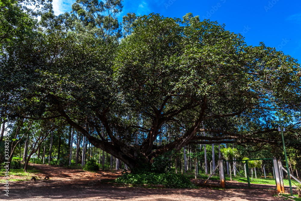 Fototapeta premium Old big fig tree (Ficus Insipida) on public park in Brazil