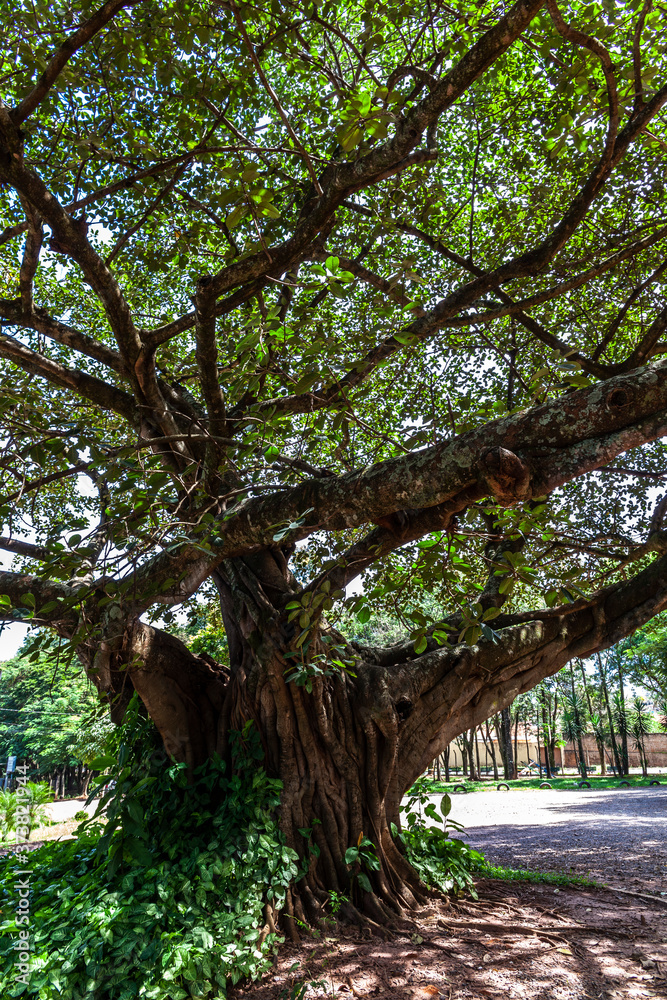 Old big fig tree (Ficus Insipida) on public park in Brazil Old big fig tree (Ficus Insipida) on public park in Brazil