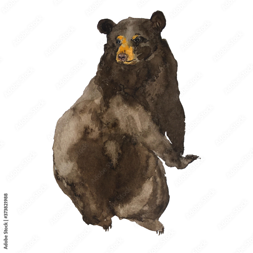 Bear watercolor drawing hand drawn illustration isolated on white ...