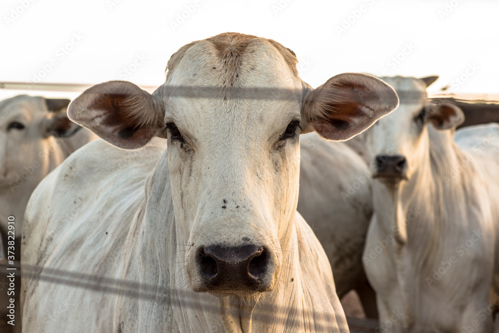 A group of cattle in confinement in Brazil A group of cattle in confinement in Brazil