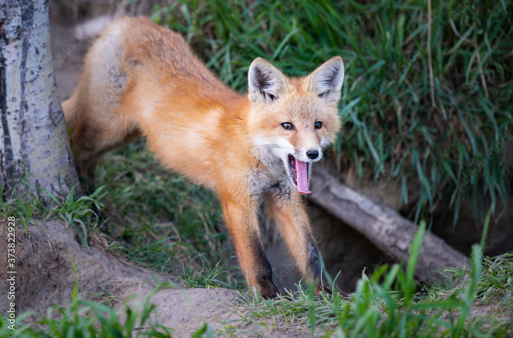 Red fox kit in the wild Red fox kit in the wild
