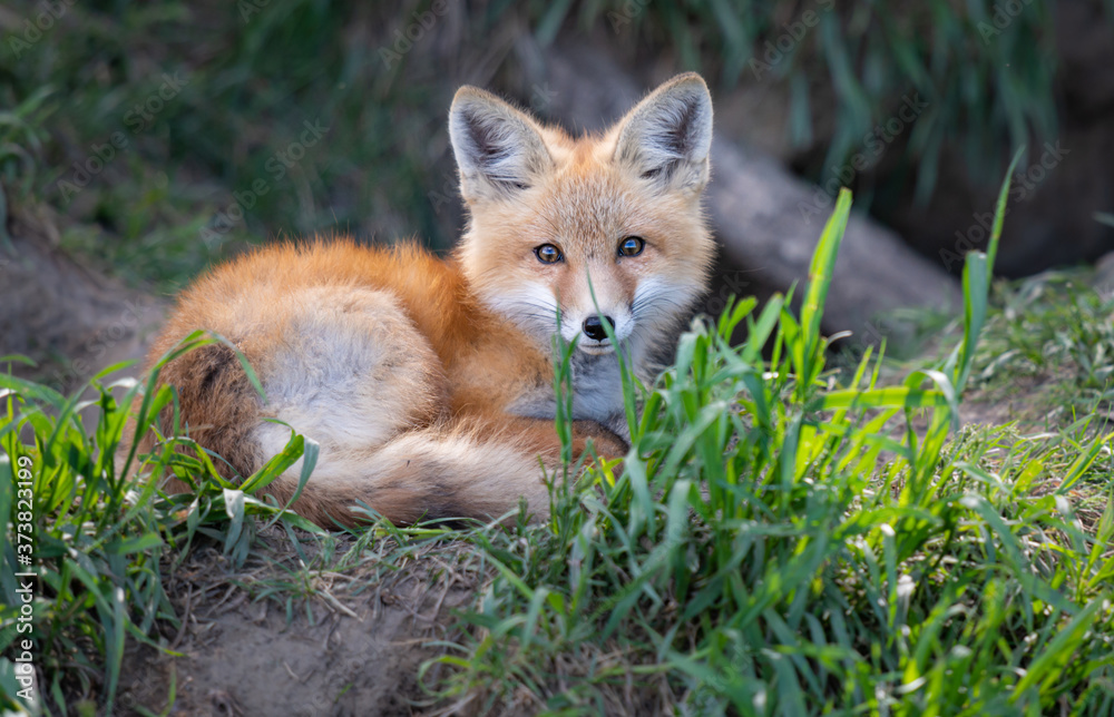 Red fox kit in the wild