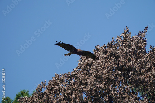 black kte in flight photo