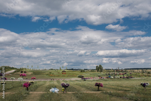 flower beds of beautiful flowers planted in field