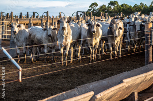 Fototapete A group of cattle in confinement in Brazil