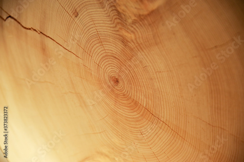 檜の大木の年輪