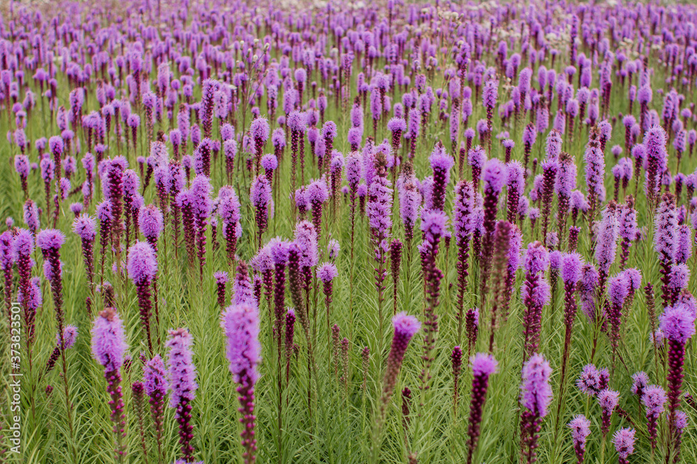 Naklejka premium beautiful field of purple flowers on a clear day
