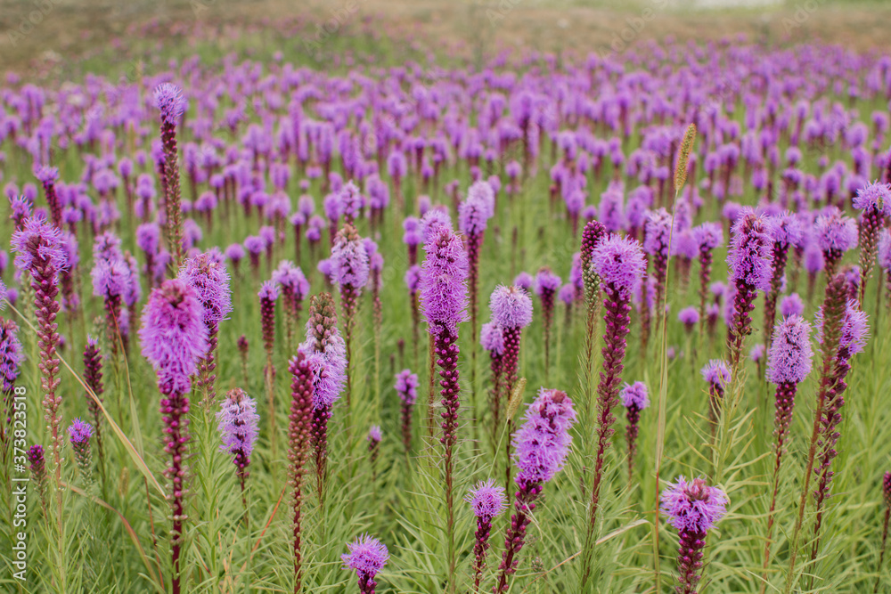 Naklejka premium beautiful field of purple flowers on a clear day