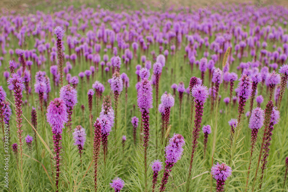 Naklejka premium beautiful field of purple flowers on a clear day