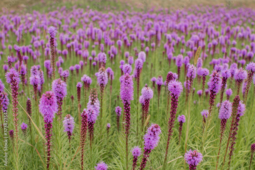 beautiful field of purple flowers on a clear day beautiful field of purple flowers on a clear day