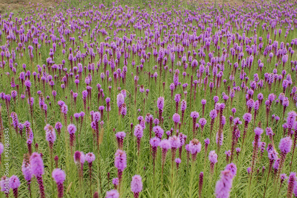 Naklejka premium beautiful field of purple flowers on a clear day