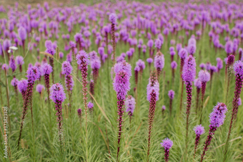 beautiful field of purple flowers on a clear day